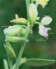  Flowers and Fruits ( All parts pubescent)